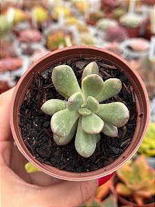 Graptoveria torres variegata