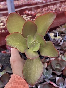Echeveria lemon mousse