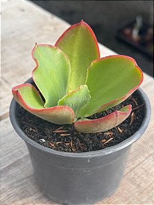 Echeveria lemon mousse