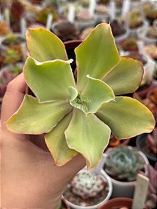 Echeveria san remo (reversa)