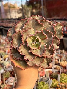 Echeveria chantilly marginata (reversa)
