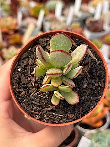 Cotyledon orbiculata var. oblonga