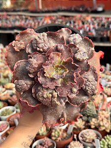Echeveria Cairo G
