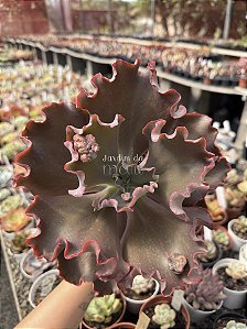 Echeveria Cairo G