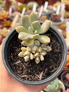 Pachyveria lavander variegata (colônia)
