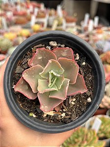 Echeveria japan moon river (reversa)
