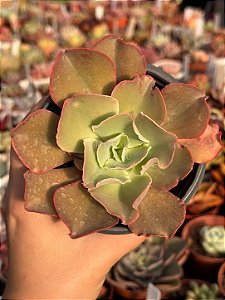 Echeveria japan moon river (reversa)