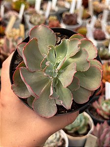 Echeveria japan moon river cristata (reversa) sem raiz