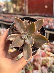 Graptoveria fred yves