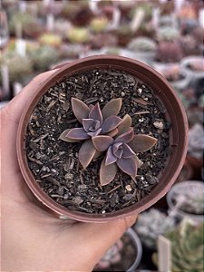 Graptoveria fred yves