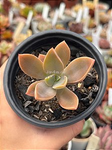 Graptoveria fred yves