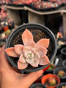 Echeveria albicans