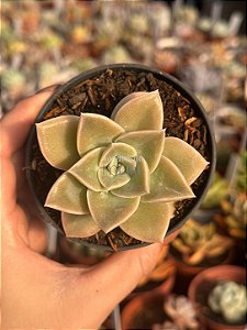 Echeveria albicans
