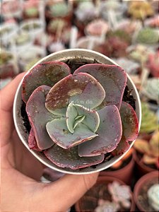 Echeveria lemon rose
