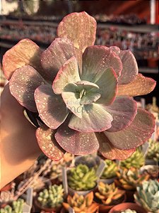 Echeveria dreams and phantasms G sem raiz