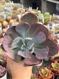 Echeveria dreams and phantasms (sem raiz) enorme