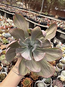 Echeveria dreams and phantasms (sem raiz) enorme