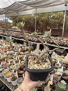 Senecio fulgens (bonsai)