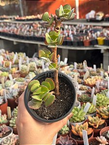 Cotyledon undulata G