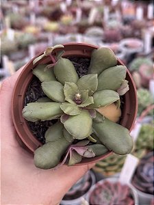 Crassula orbicularis ssp.