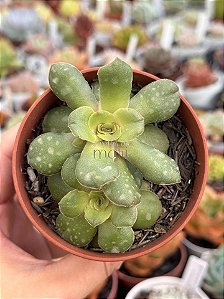 Crassula orbicularis ssp.