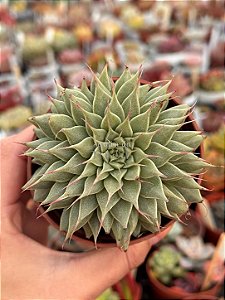 Echeveria silver star