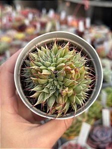 Echeveria silver star