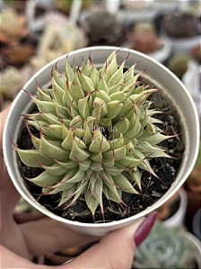 Echeveria silver star