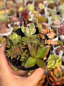 Mix crassula 011