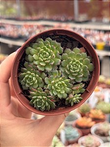 Echeveria mínima cv miniouhikou