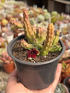 Huernia schneideriana