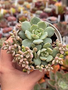 Graptoveria titubans x Sedum mirinae