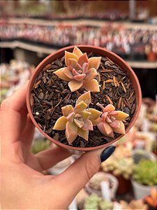 Sedum crepúsculo