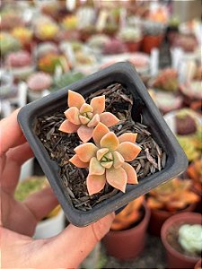 Sedum crepúsculo