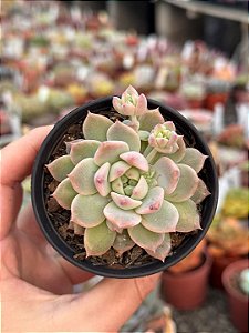 Echeveria prolifica