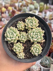 Echeveria prolifica