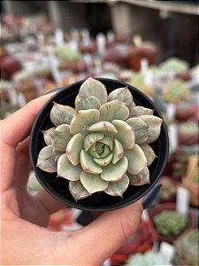 Echeveria ben badis variegata