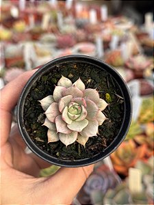 Echeveria ben badis variegata