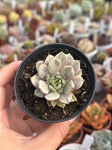 Echeveria ben badis variegata