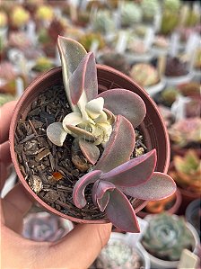 Graptoveria fred yves (mix)