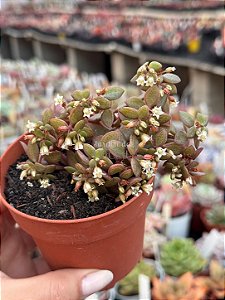 Crassula wolkensis (pouca raiz)