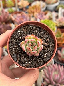 Echeveria Beatrice (plug)
