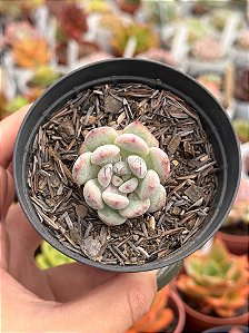 Echeveria baena
