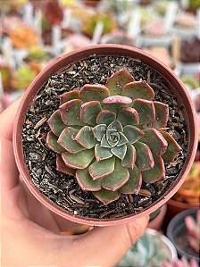 Echeveria thunder rose
