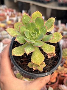 Aeonium híbrido