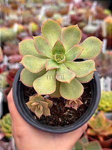 Aeonium híbrido