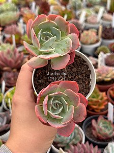 Echeveria híbrida raindrops (2 cabeças)