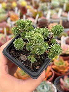 Sedum multiceps