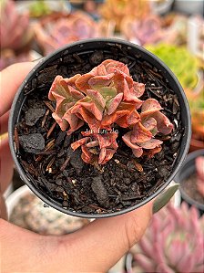 Echeveria dark vader (colônia)