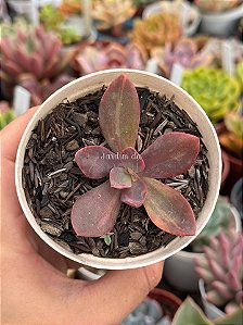 Echeveria Hainakada variegata 02